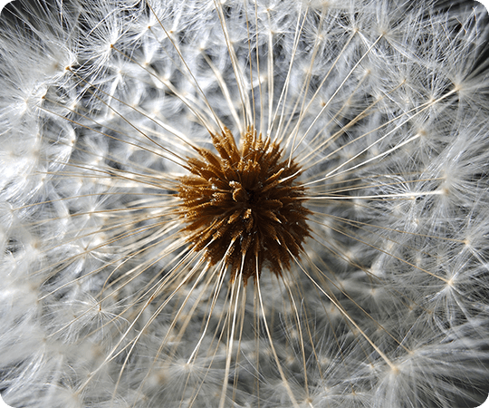 A zoomed image of a flower showing the detailing of device camera