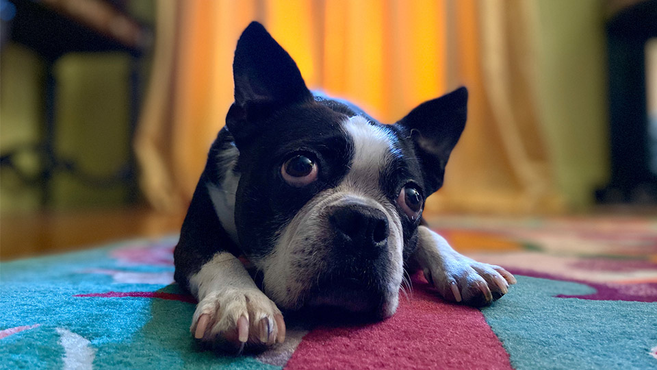  Apple iPhone 11 Portrait Mode 