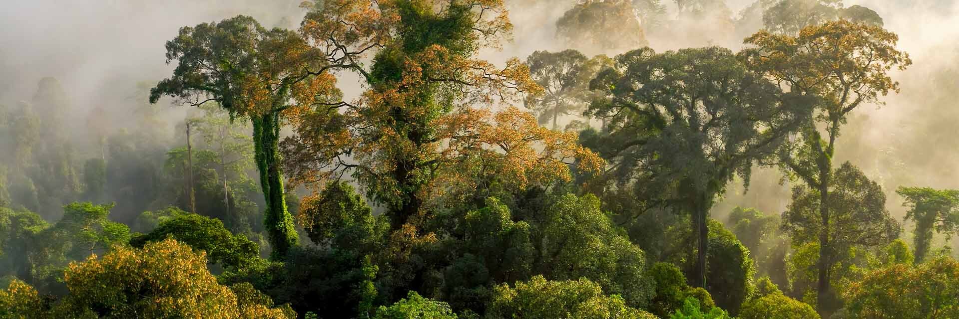 Rain forest trees
