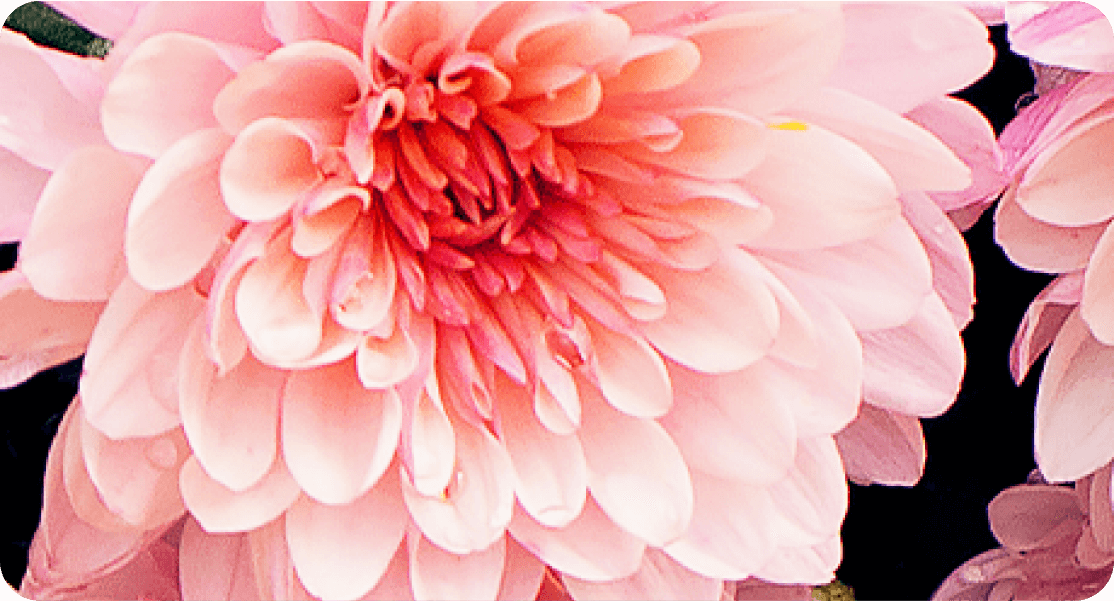 Capture of an open white flower with a pink center.